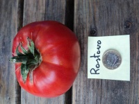 Tomate rostova op.jpg