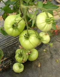 Tomate royal hillbilly-1.jpg
