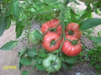 Tomate royal hillbilly.jpg