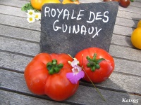 Tomate royale des guineaux-1.jpg