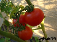 Tomate royale des guineaux-2.jpg