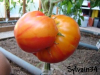 Tomate ruby gold-1.jpg