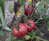 Tomate russe rose.jpg