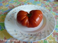 Tomate russe rouge.jpg
