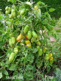 Tomate saint mar-1.jpg