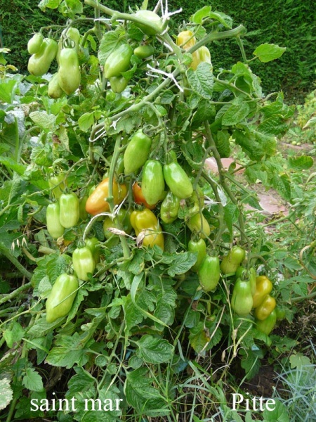 Fichier:Tomate saint mar-1.jpg