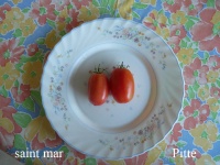 Tomate saint mar.jpg