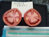 Tomate saint pierre-2.jpg