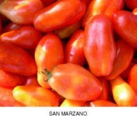 Tomate san marzano-1.jpg