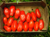 Tomate san marzano 2-1.jpg
