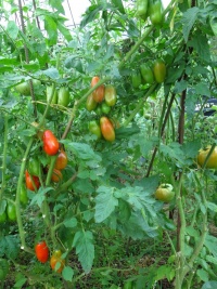 Tomate san marzano 2.jpg