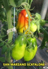 Tomate san marzano scatalone-1.jpg