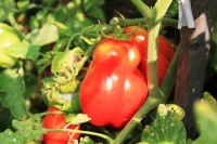 Tomate san marzano scatalone.jpg