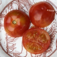 Tomate sasha altai-1.jpg