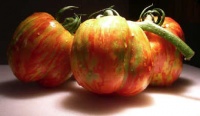 Tomate schimmeig striped-1.jpg