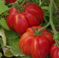 Tomate schimmeig striped-2.jpg