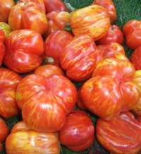 Tomate schimmeig striped.jpg