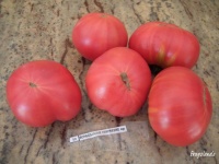 Tomate schlesische himbeere op-1.jpg