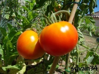 Tomate scotia-2.jpg