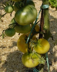 Tomate shah op-1.jpg
