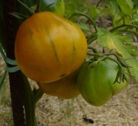 Tomate siberian golden pear op-1.jpg