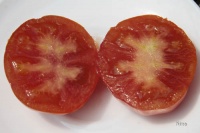 Tomate slava-1.jpg