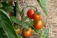 Tomate slava-2.jpg