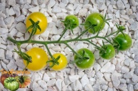 Tomate snowberry-2.jpg