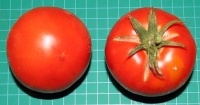 Tomate sophie s choice-1.jpg