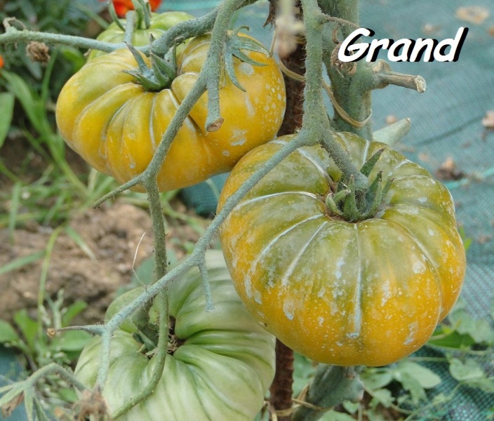 Fichier:Tomate spear s tennessee green-1.jpg