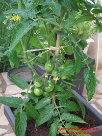Tomate spiridonovskie-2.jpg