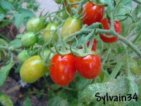 Tomate sprite-2.jpg