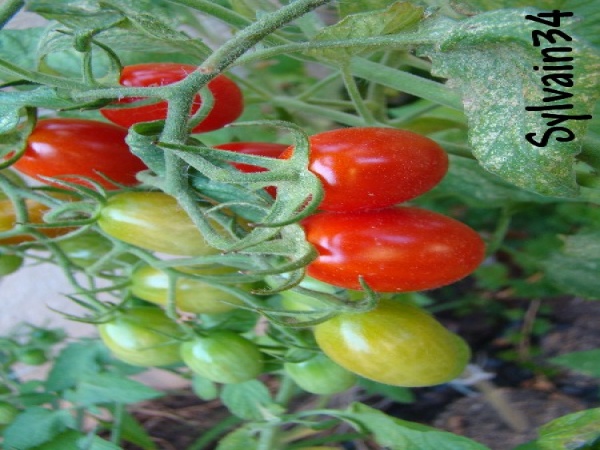 Fichier:Tomate sprite-2.jpg