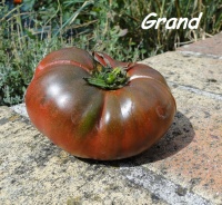 Tomate spudatula black.jpg