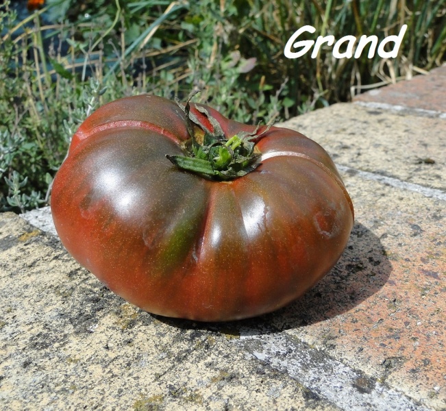 Fichier:Tomate spudatula black.jpg