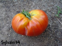 Tomate steack russe.jpg