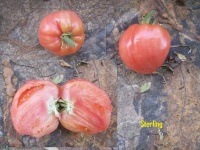 Tomate sterling.jpg