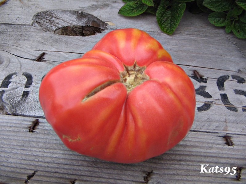 Fichier:Tomate strawberry wedge 1884.jpg