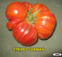 Tomate striped german.jpg