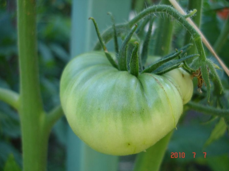 Fichier:Tomate stump of the world.jpg