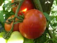 Tomate sub artic plenty.jpg