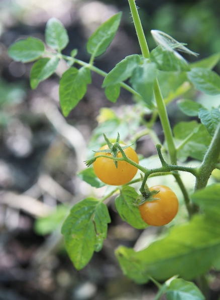 Fichier:Tomate sun baby.jpg