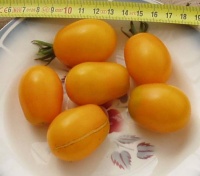 Tomate sun belle-1.jpg