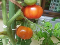 Tomate super Marmande-2.jpg