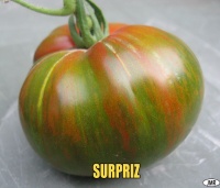 Tomate surpriz-1.jpg