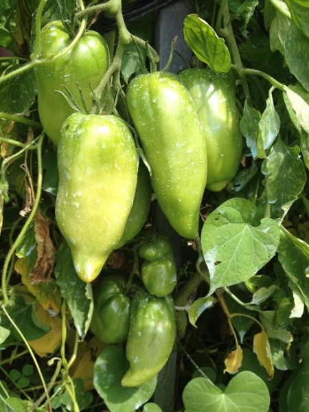 Fichier:Tomate tétine de chèvre.jpg