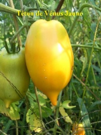 Tomate téton de vénus jaune-2.jpg