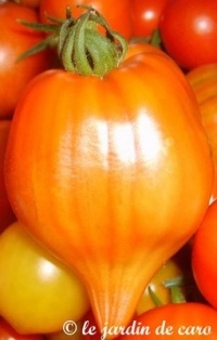 Tomate téton de vénus rouge-1.jpg
