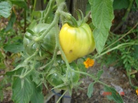 Tomate téton de venus blanche-2.jpg