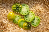 Tomate tasty evergreen op-2.jpg